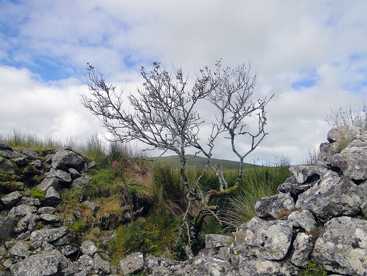 Old stone wall and enclosure near Fowey Well