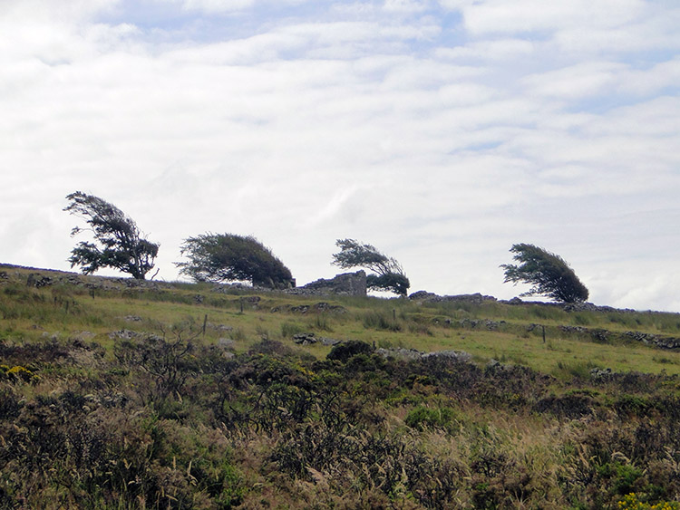 Windswept trees on Roughtor Moors