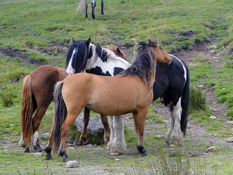 Bodmin Moor Ponies