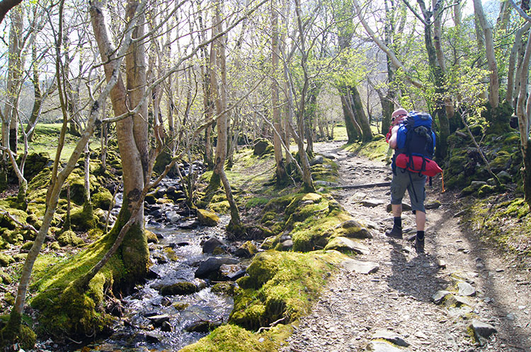 The path from Ty-nant begins through woodland