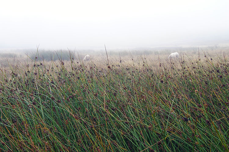 Morning dew on upland grass