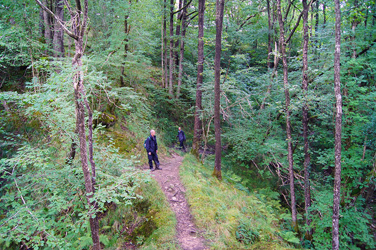 Through woodland towards Pont Rhyd-y-cnau