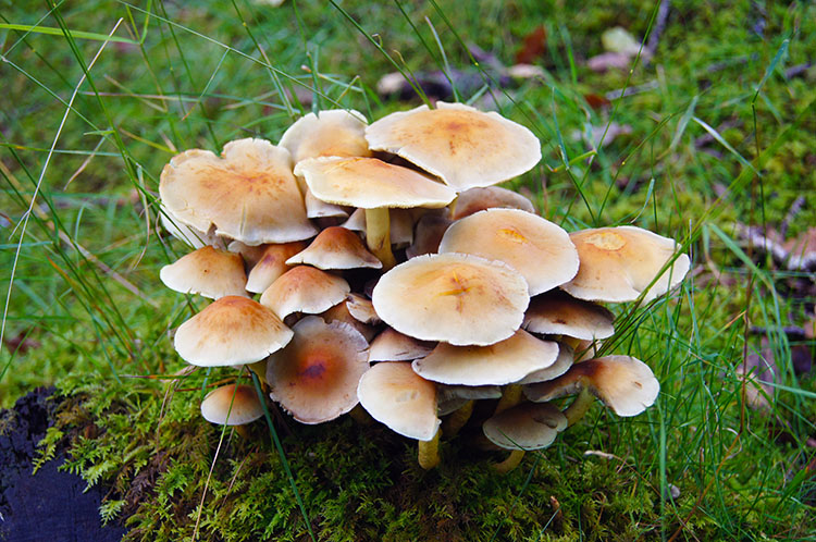 Fungi display