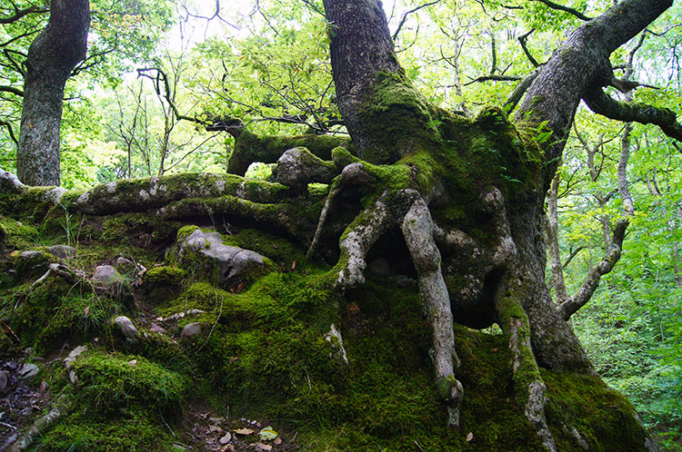 Finally leaving Nedd Fechan up a holloway track