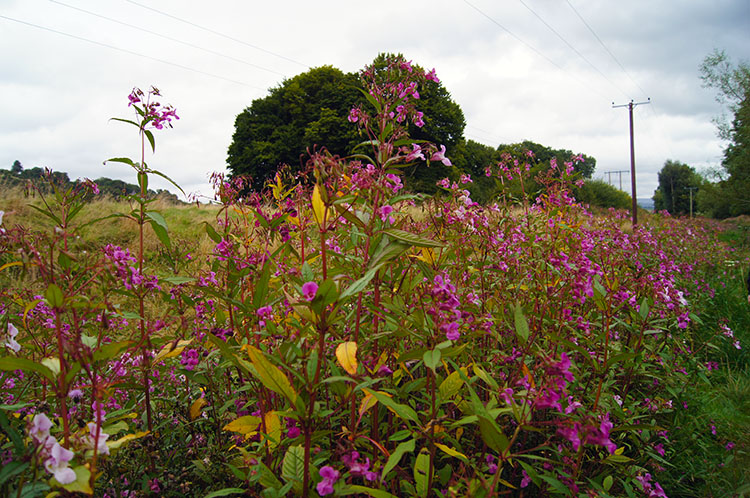 Brilliant pink beside the Usk near Brecon