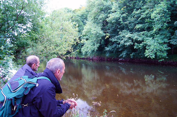 On the lookout for Trout