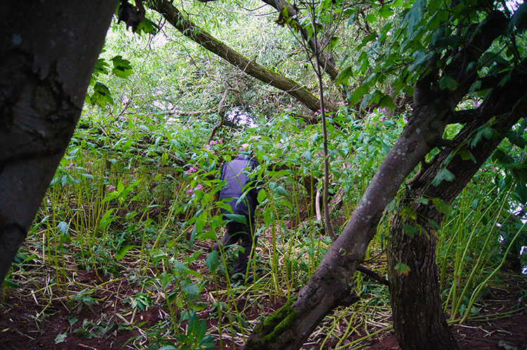 Through a copse beside the River Usk