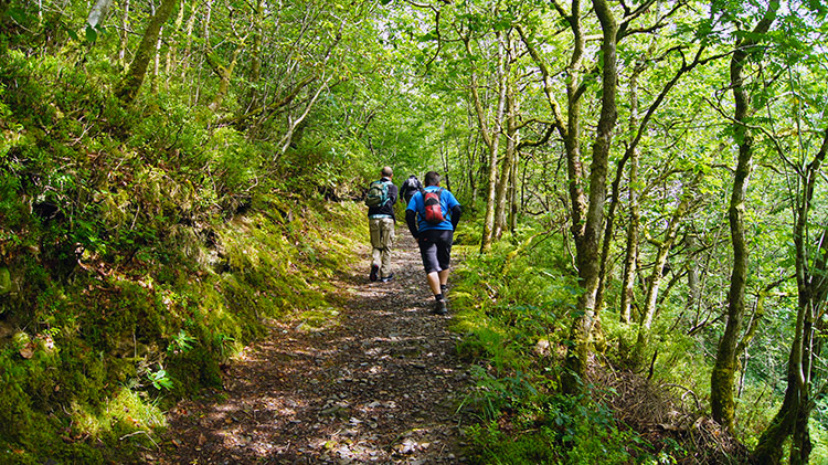 Coed Maenarthur Forest