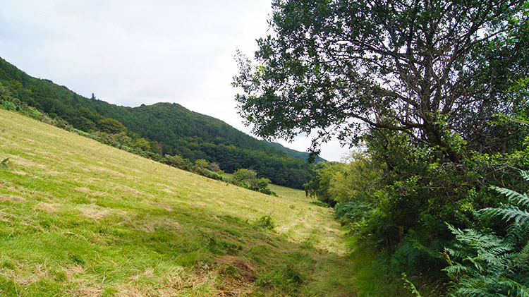 Field edge path back to the woodland