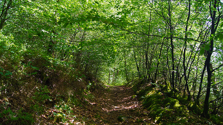 Holloway leading to the gorge