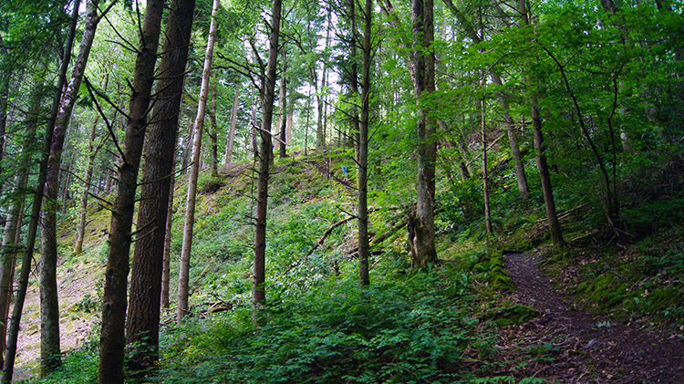 Coed Maenarthur Forest