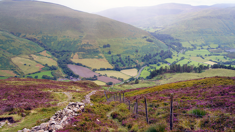 A splash of blossoming Heather