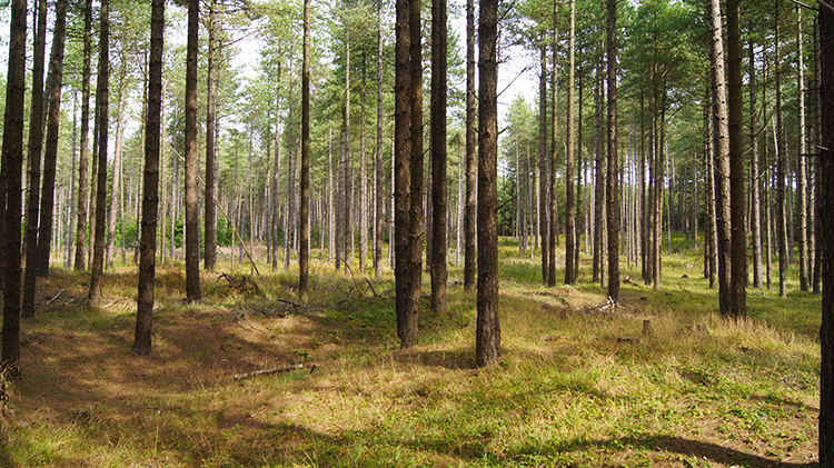 Newborough Forest