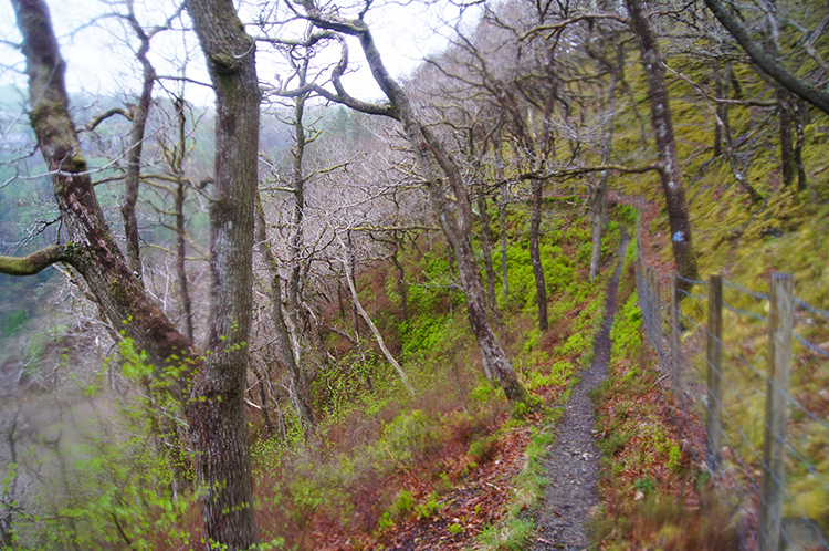 Coed Rheidol National Nature Reserve