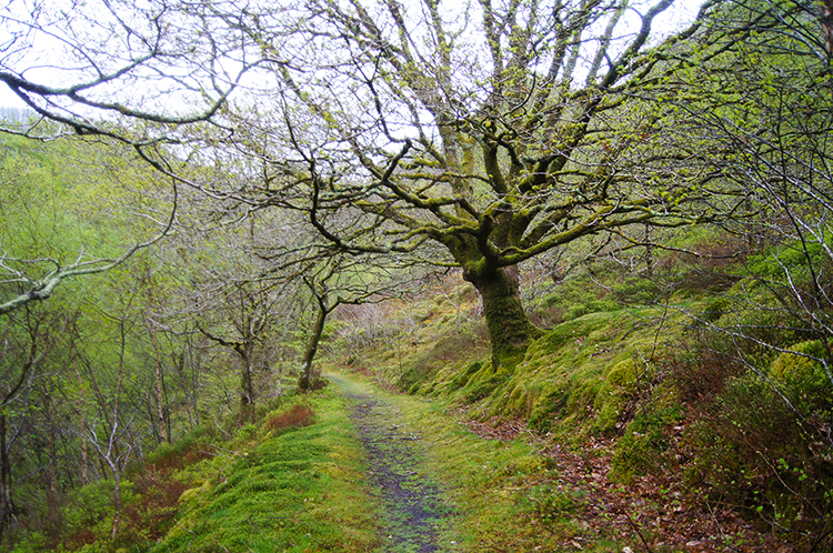Climbing from Afon Rheidol