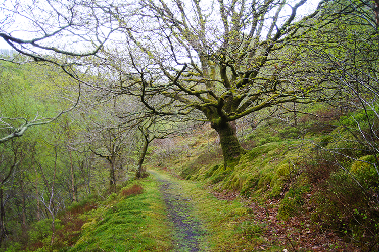 Climbing from Afon Rheidol