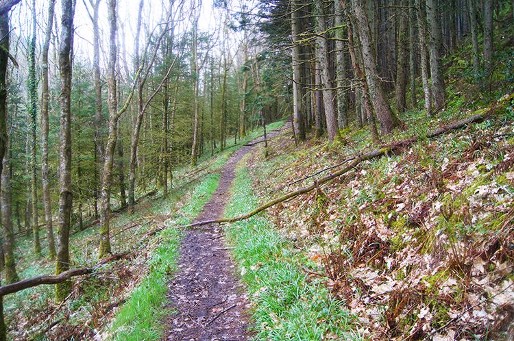 Ancient woodland is replaced by young plantation