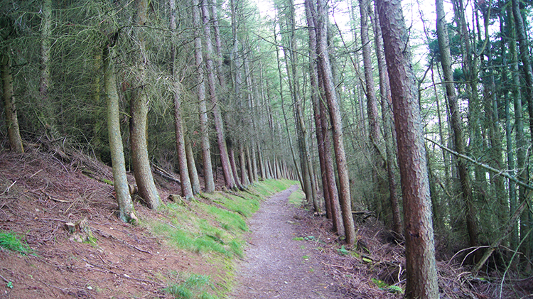 Coedydd Aber Plantation