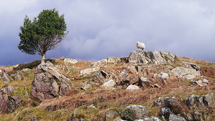 Sheep Sentinel of Snowdonia