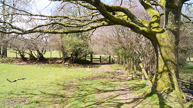 Near Plas-y-gaer