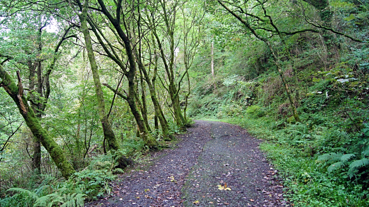 Climbing the trail through Gwydyr Forest