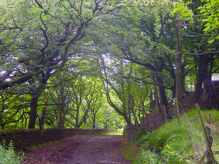 Beautiful avenue at Hebble End