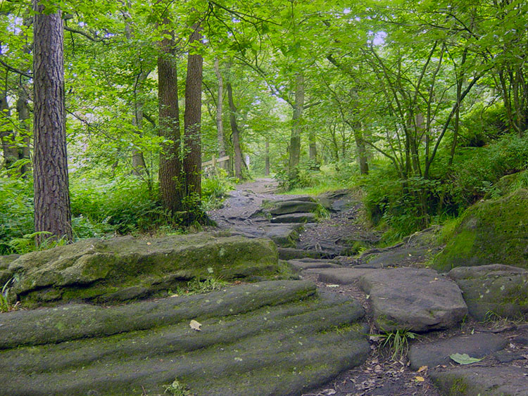 National Trust woodland at the beginning of the walk