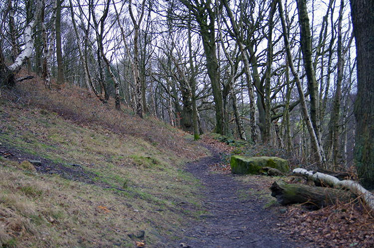 Woodland between Harden and Wilsden