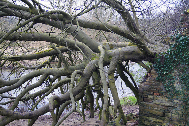 Tree growing through wall near Nab Wood