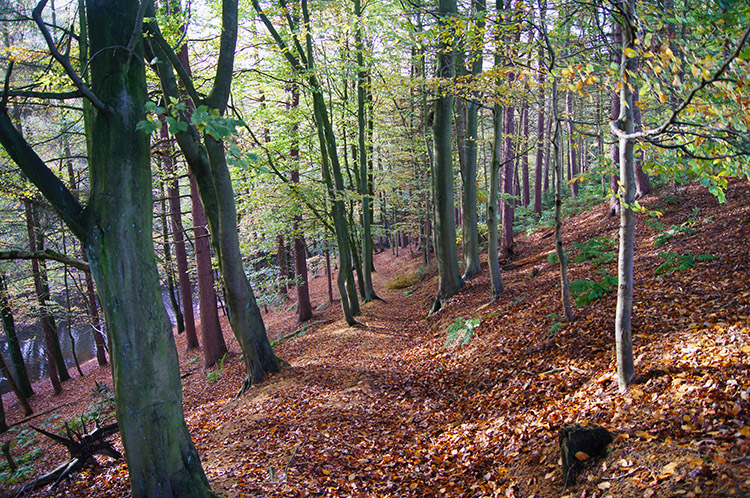 Woodland at Ryburn Reservoir