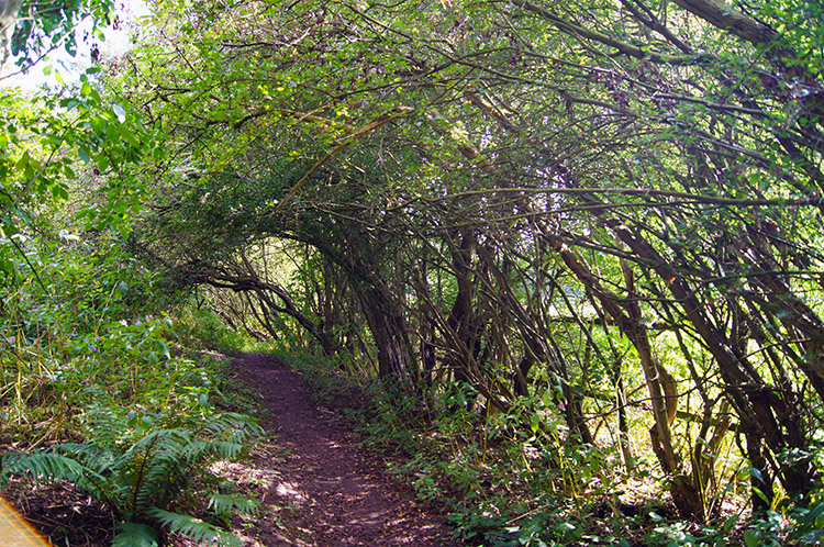 Path to Scarcroft Hill