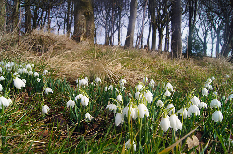 Snowdrops near Westfield Farm