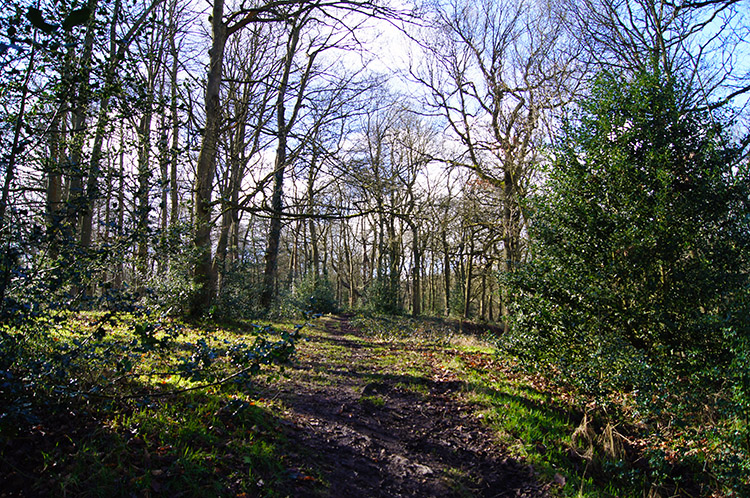 Molly Carr Wood