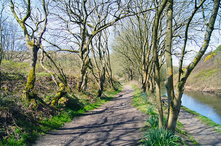 Pleasant woodland trail beside the canal