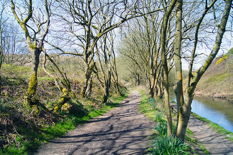 Pleasant woodland trail beside the canal