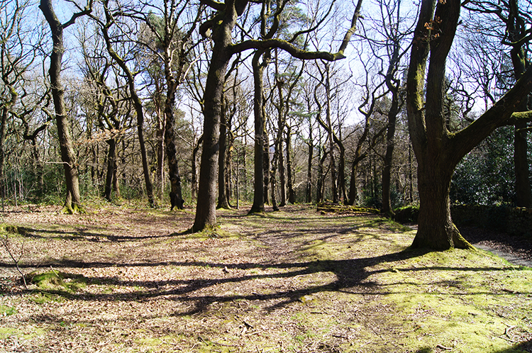 Hagg Wood