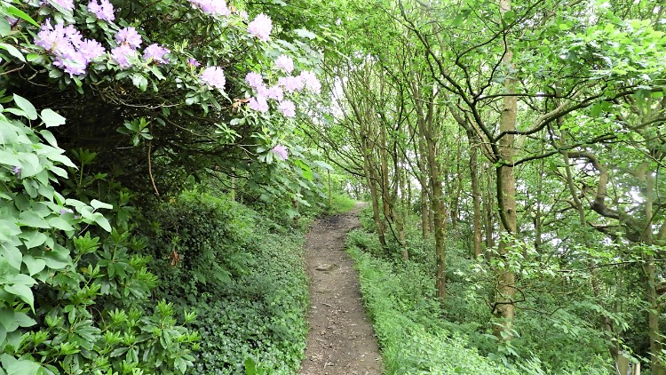 Leafy lane at Delph