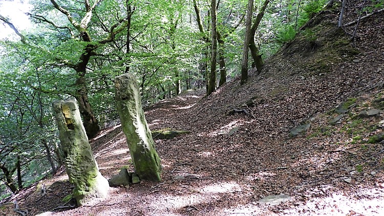 Path through Robinwood