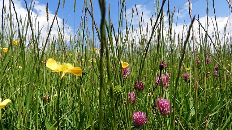 Beautiful Grass Meadow and Flower