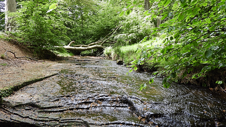 Wood Fall Beck