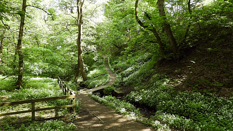 Path through Wood Fall