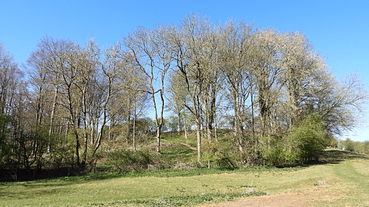 Copse at medieval village of Wothersome