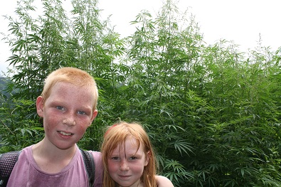The life blood of the village - Marijuana