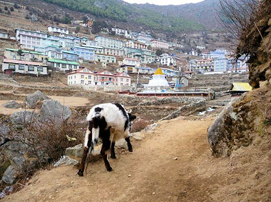 A Yak leading the way to Namche Bazar